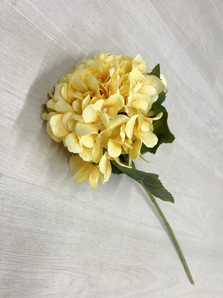 ענף הורטנזיה קרמל
