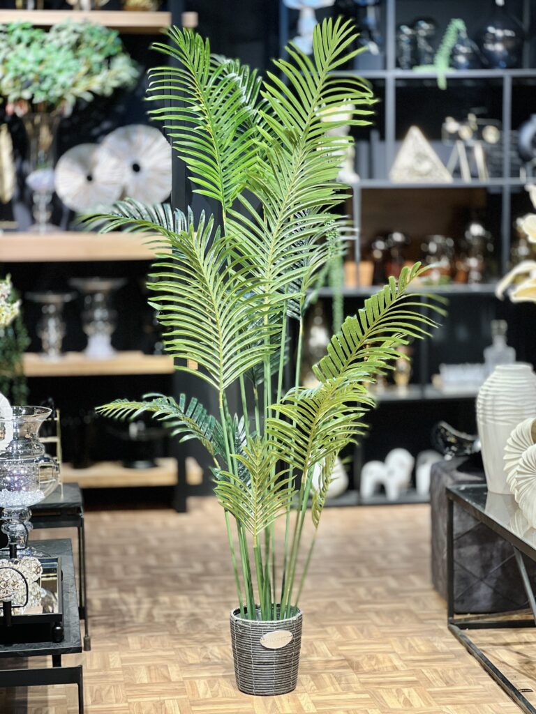 דקל הוואי גבוה